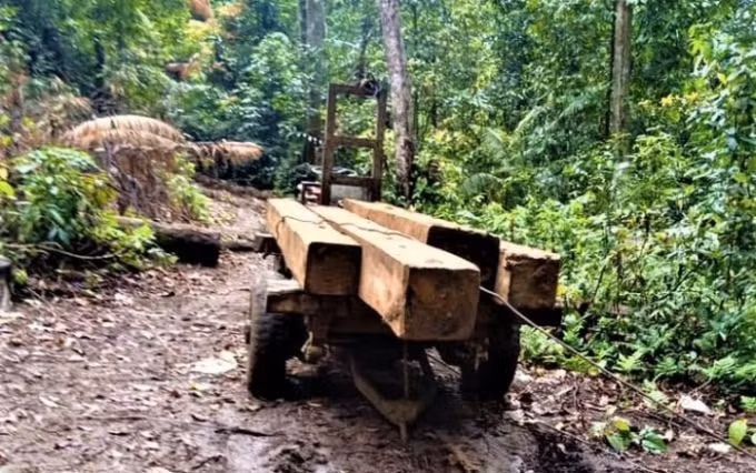 Hơn 100m³ gỗ ở Gia Lai bị 