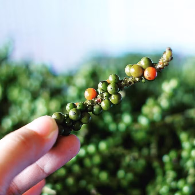 Giá tiêu hôm nay mức giá cao nhất ở ngưỡng 54.000 đồng/kg được ghi nhận ở Bà Rịa - Vũng Tàu. Ảnh minh họa.