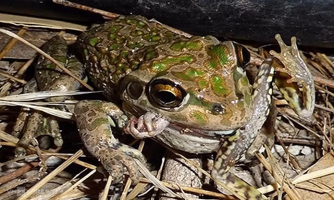 Ếch đùi đốm có tên khoa học là Litoria cyclorhyncha.