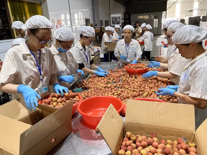 Những quả vải xuất đi Nhật Bản đang được công nhân sơ chế. Ảnh: Dương Lâm