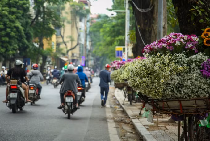 Cúc Hoạ mi xuống phố. Ảnh: Quang Hùng