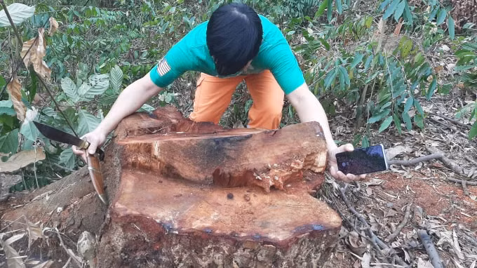 Những cây Lim có tuổi thọ trên 50 năm tuổi đang được bảo tồn thì bị chặt hạ không thương tiếc tại làng Đô
