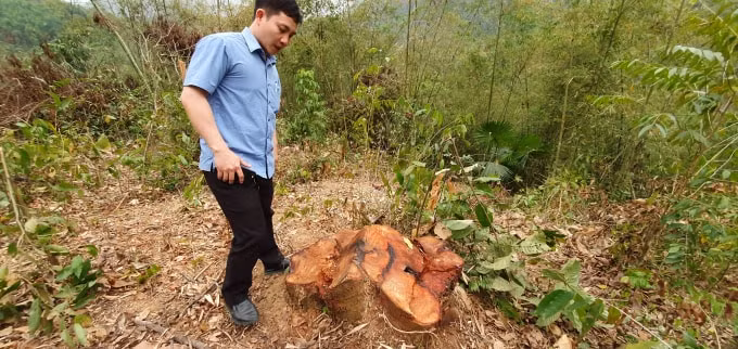 Cán bộ Phòng Tài nguyên & Môi trường huyện Bá Thước kiểm tra lại đã phát hiện thêm 16 cây gỗ các loại chưa được Kiểm lâm kiểm tra trong biên bản hồ sơ vụ việc
