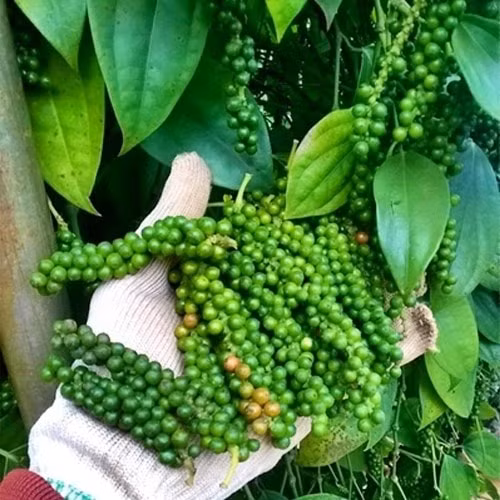 Giá tiêu hôm nay 18/10: Đi ngang phiên cuối tuần. Ảnh minh họa.