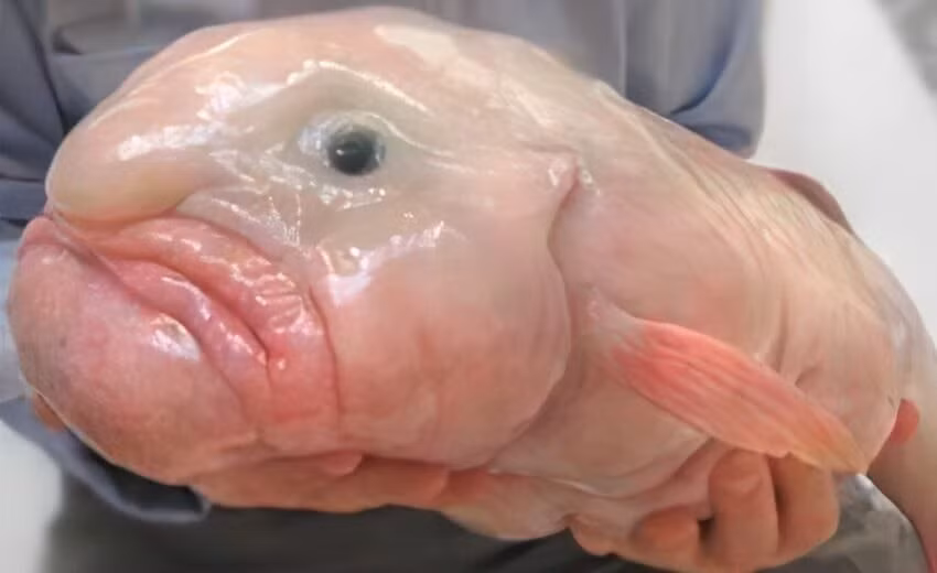 ca giot nuoc chinh la loai dong vat xau nhat the gioi hinh 1