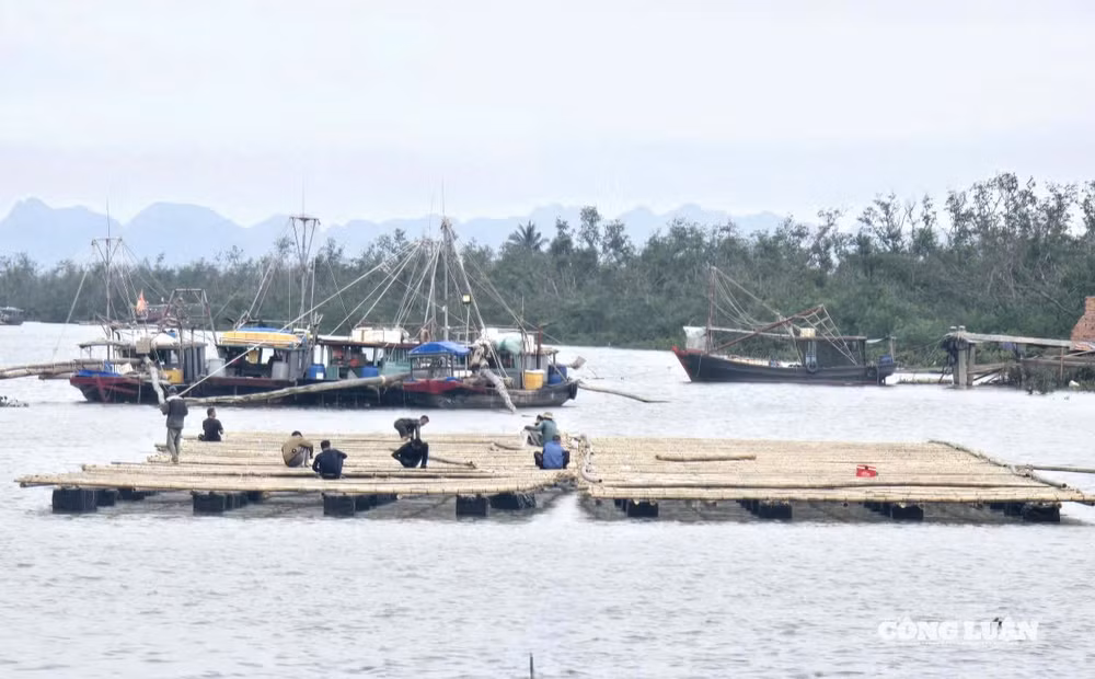 Từ sau cơn bão Yagi (năm 2024), người dân Quảng Ninh tiếp tục đầu tư nuôi trồng thủy sản, phát triển sản xuất nghề bi
