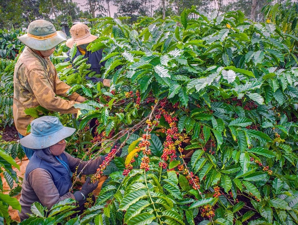 Giá nông sản hôm nay 19/9: Mất gần 5.000 đồng/kg chỉ trong một đêm