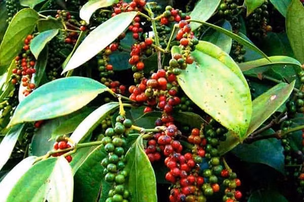 Giá nông sản hôm nay 12/9: Hồ tiêu có diễn biến bất ngờ