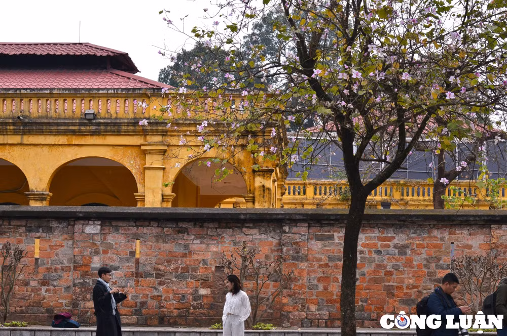 an tuong mua hoa ban khoe sac tim tren pho phuong ha noi hinh 6