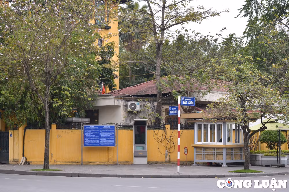 an tuong mua hoa ban khoe sac tim tren pho phuong ha noi hinh 1