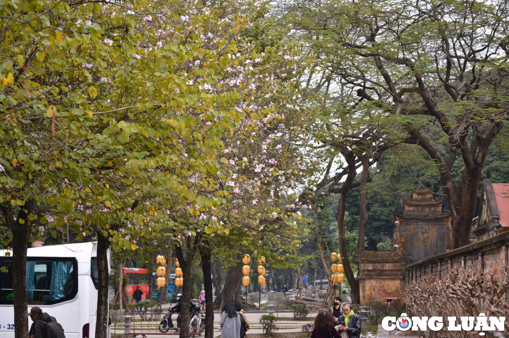 an tuong mua hoa ban khoe sac tim tren pho phuong ha noi hinh 10