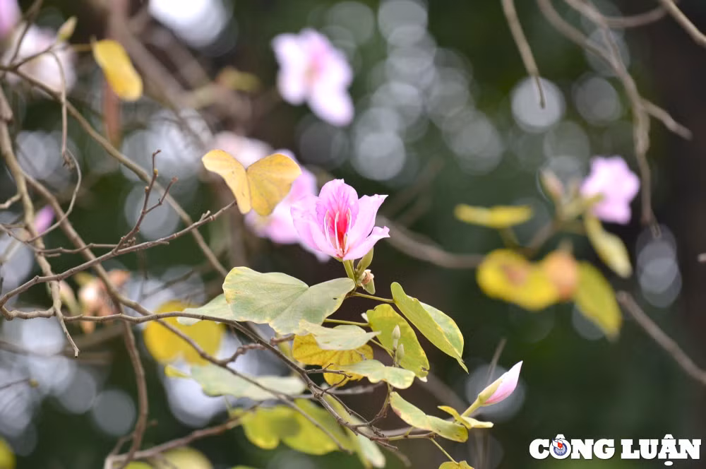 an tuong mua hoa ban khoe sac tim tren pho phuong ha noi hinh 5