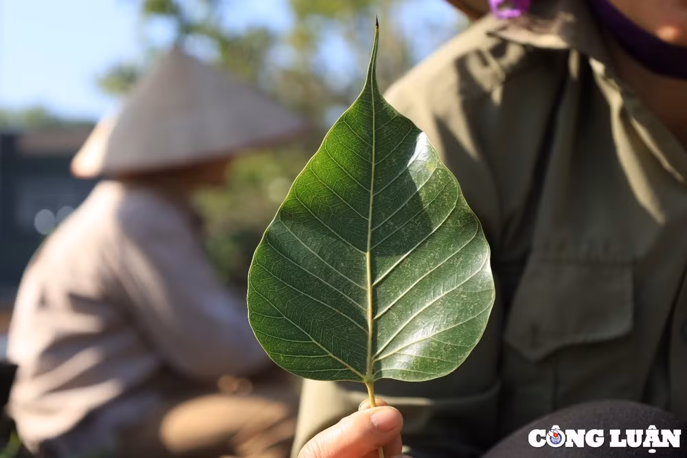 lam tranh phat trien kinh te tang thu nhap tu la cay bo de hinh 2