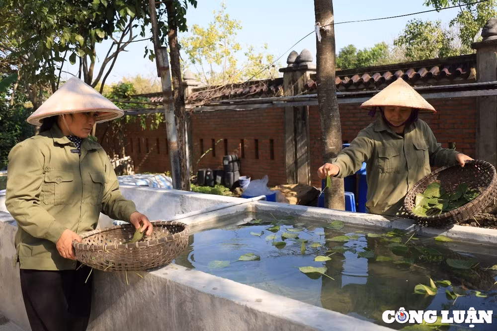 lam tranh phat trien kinh te tang thu nhap tu la cay bo de hinh 3