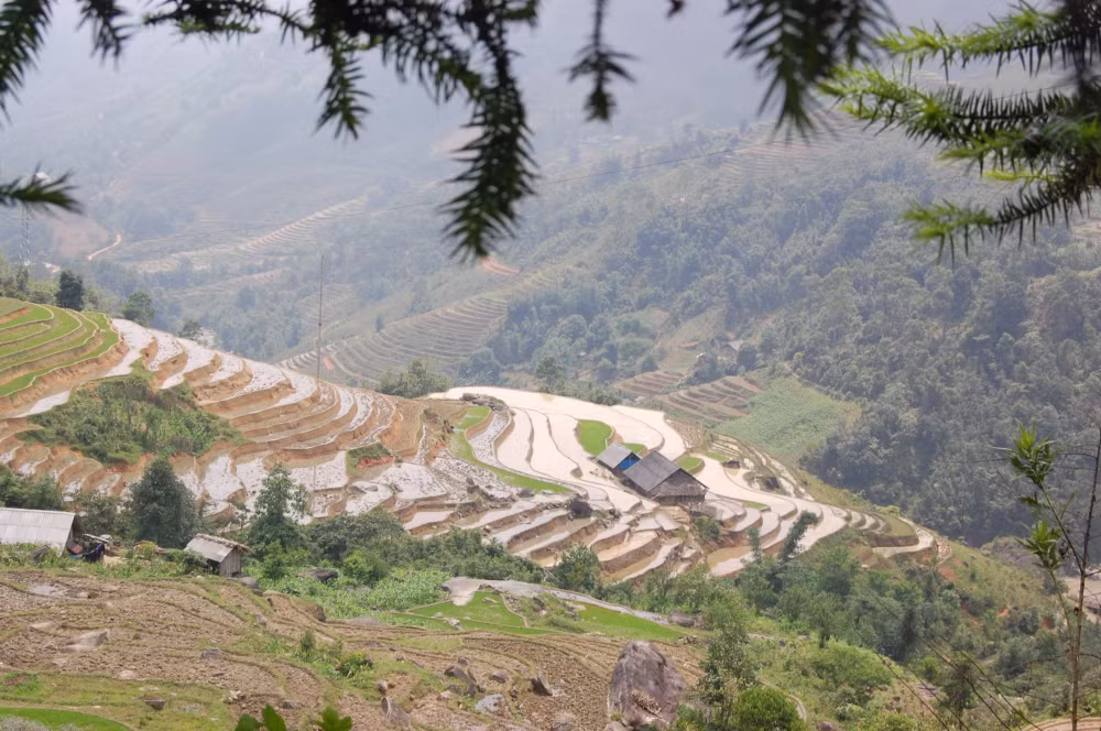 lao cai chuyen doi gan 340 hec ta dat lua kem hieu qua sang cay trong khac kinh te cao hon hinh 1