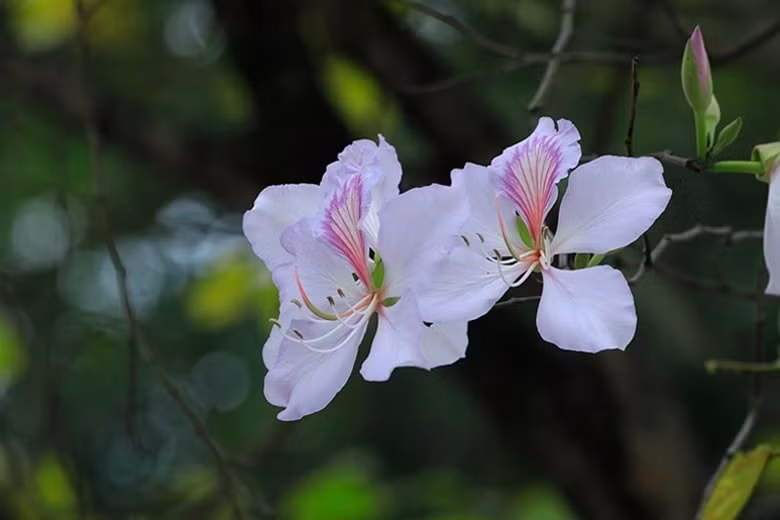 trai nghiem ngay hoi hoa ban tai lang van hoa hinh 1
