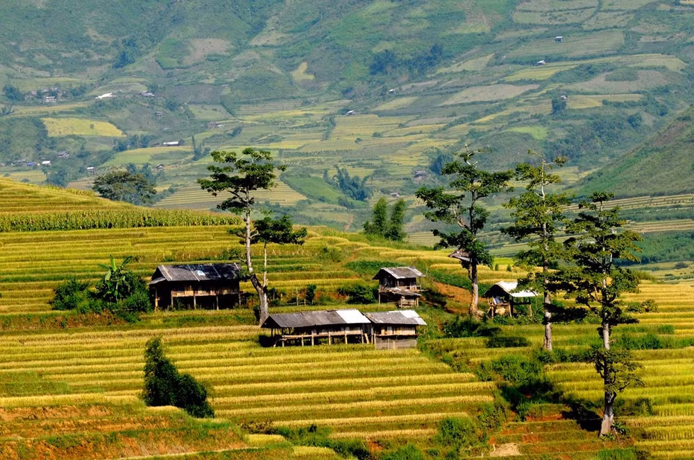 mu-cang-chai-mua-lua-1.jpg