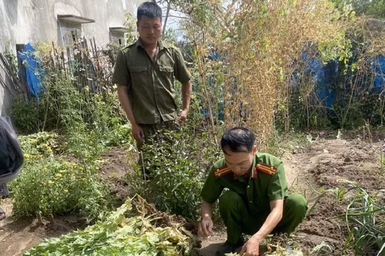 Gia Lai: Vợ báo Công an chồng trồng gần 500 cây thuốc phiện trong vườn rau