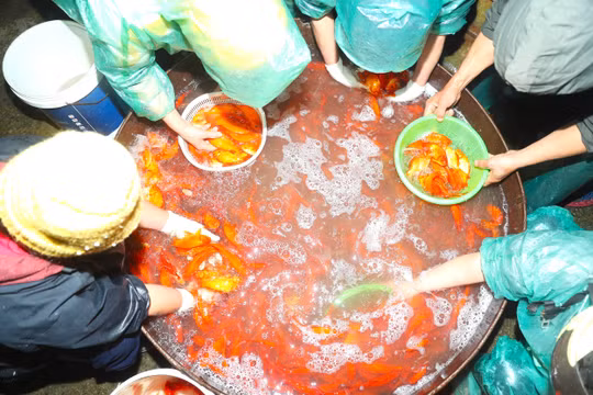 Chợ cá Yên Sở ngập sắc đỏ trước ngày tiễn ông Công ông Táo "về trời"