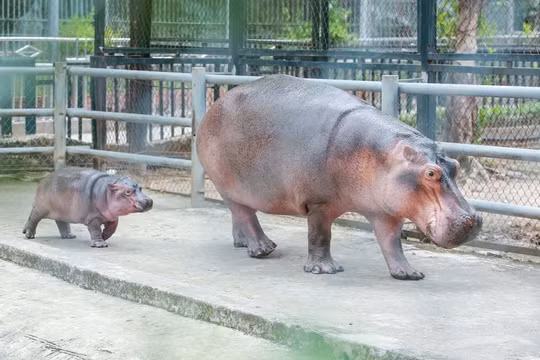 Hà mã con - “Ngôi sao mới” tại Vườn thú Hà Nội