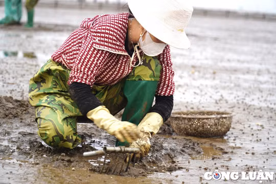 Cào ngao trên đảo Nẹ: Mồ hôi rơi vùng biển mặn