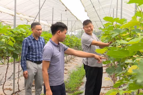 Hà Nội: Nhiều mô hình hay không để lãng phí, hoang hóa đất ruộng