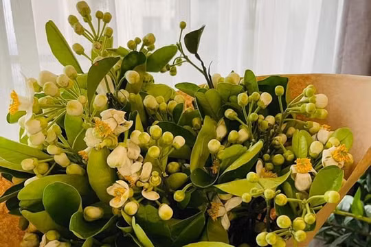 Hoa bưởi đầu mùa hút khách Hà Thành chưng nhà, làm lễ cúng rằm tháng Giêng