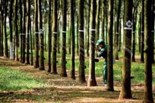 Cao su Tây Ninh (TRC) lợi nhuận gia tăng nhờ đầu ra tăng giá