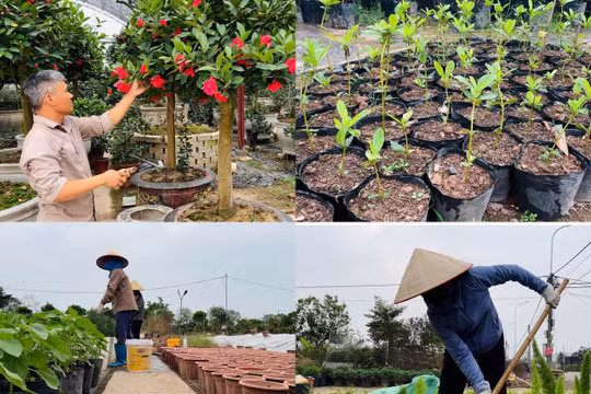Làng cây cảnh Phụng Công - Hưng Yên nỗ lực hồi sinh vườn cây cảnh phục vụ Tết