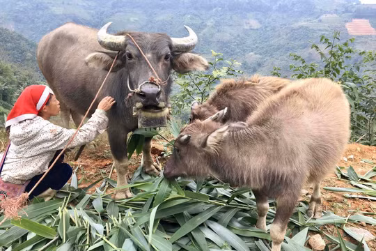 Lào Cai: Chỉ đạo khẩn các biện pháp ứng phó với giá rét đang tràn về