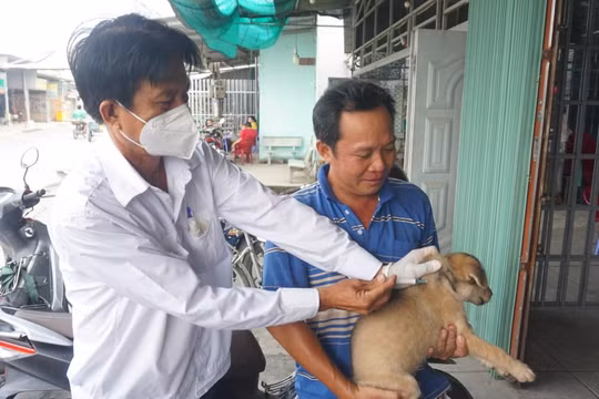 Người dân đã ý thức hơn trong việc tiêm vaccine phòng dại cho chó, mèo