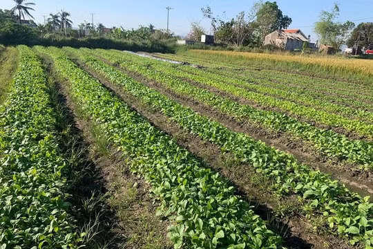 Hà Nội: Giá rau vẫn đắt đỏ, nông dân nỗ lực hồi sinh rau màu sau bão