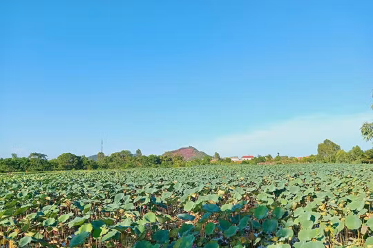 Người dân Thanh Hoá kiếm bạc triệu/ngày nhờ thu hoạch đài sen