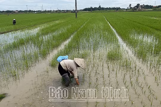 Nam Định: Chủ động khoanh vùng, bảo vệ lúa mùa mới gieo cấy không để bị ngập úng khi có mưa