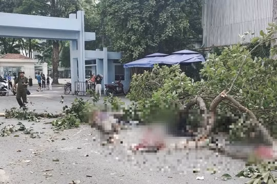 Công an điều tra vụ nhánh cây gãy đè chết 2 người ở Công viên Tao Đàn