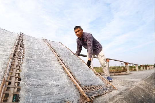 Làng miến Đông Thọ (Thái Bình) tất bật vào vụ Tết
