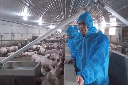 Đình chỉ hoạt động trang trại chăn nuôi lợn công nghệ cao của Công ty Agri-Vina từ ngày 30/7