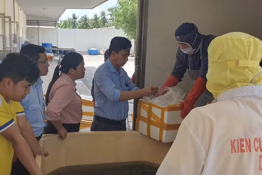 Kiên Giang phát hiện nửa tấn tôm có chứa tạp chất agar