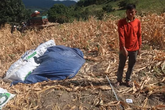 Gia Lai: Thanh niên bị khởi tố vì vô ý làm chết người trong lúc sạc bắp thuê