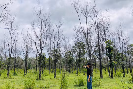 Gia Lai: Chấm dứt dự án trồng cao su vì doanh nghiệp không thực hiện dự án và nghĩa vụ tài chính
