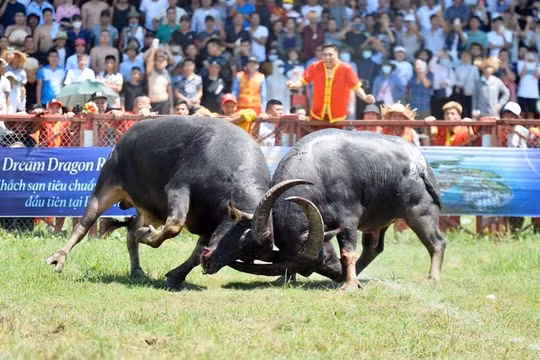 Hải Phòng quyết định thay đổi thời gian tổ chức Lễ hội chọi trâu Đồ Sơn 2024