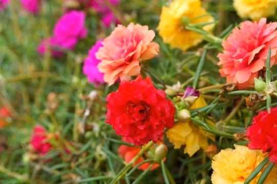Chuyện tình “Hoa mười giờ”