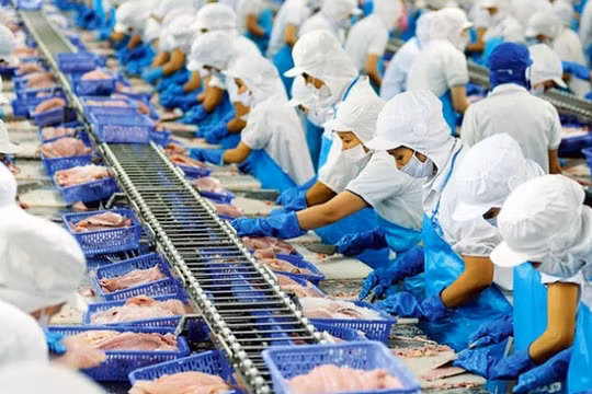 Vĩnh Hoàn (VHC) lợi nhuận sụt giảm 51%, góp thêm 350 tỷ vào công ty con
