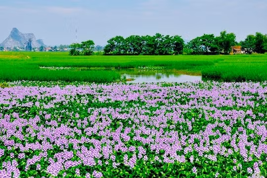 Ký ức về hoa lục bình