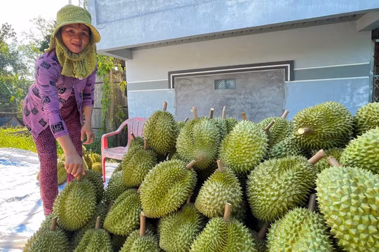 Vì sao giá sầu riêng giảm sâu?