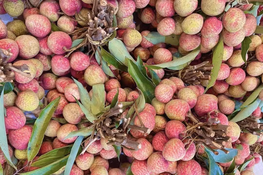 Giá vải u hồng chín sớm tăng lên hơn 100.000 đồng/kg nhưng nông dân vẫn kém vui