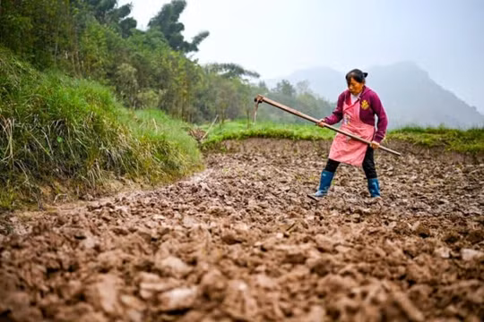 Sản lượng ngũ cốc, cây lấy dầu toàn cầu tăng hàng năm