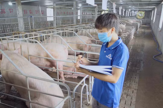 Lợi nhuận mảng nông nghiệp của Hòa Phát quý 3/2024 tăng 80% so với cùng kỳ