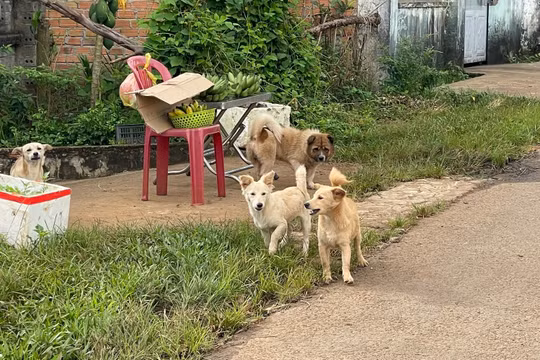 Gia Lai: Không tiêm vắc xin khi bị chó nhà hàng xóm cắn, người đàn ông lên cơn dại, tử vong