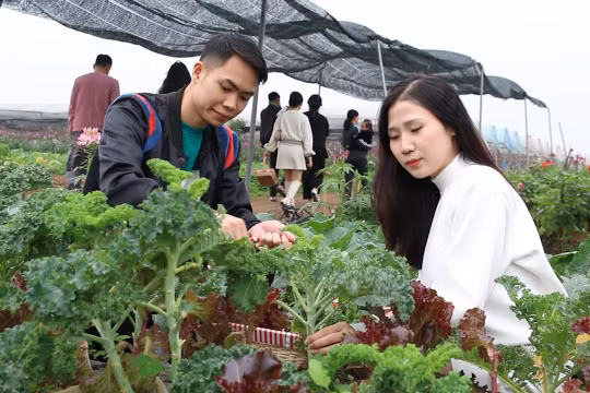 Du khách thích thú tham quan, tự tay thu hoạch nông sản ở trang trại ven đô